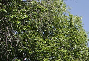 Apartments For Rent In Kalorama Dc Apartments For Rent In Kalorama Dc